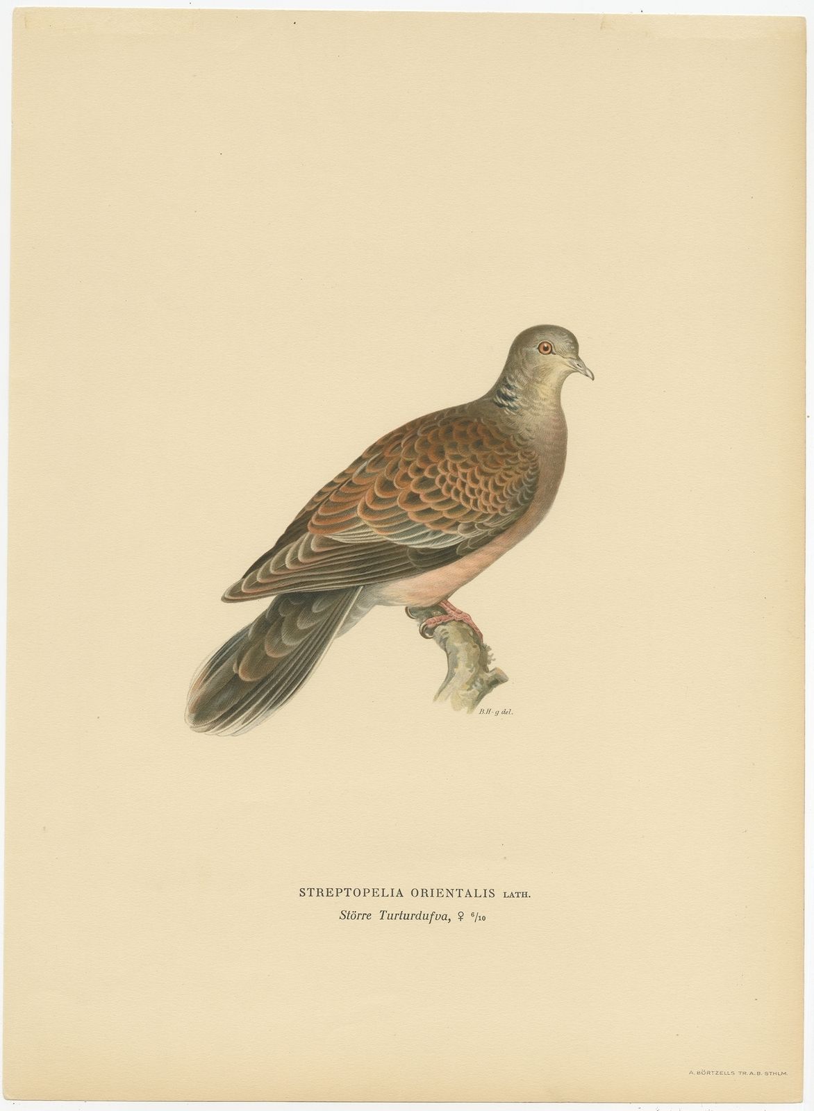 Antique Bird Print Of The Oriental Turtle Dove By Von Wright (1929)