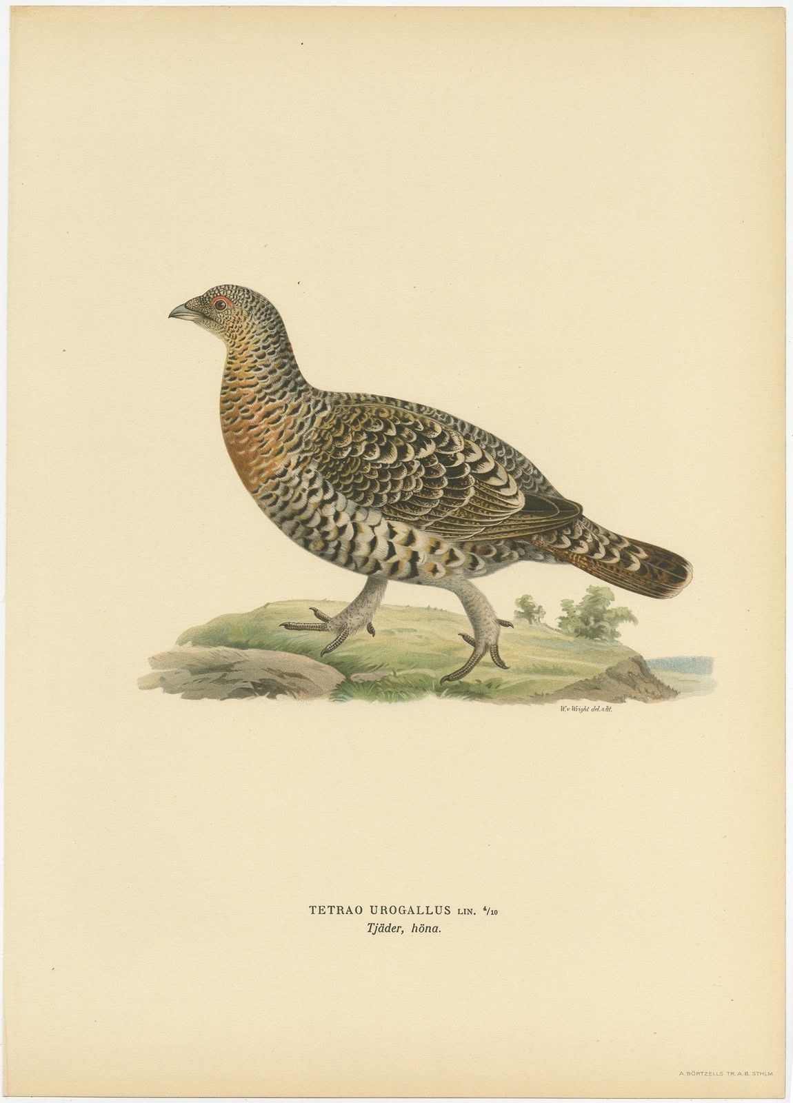 Antique Bird Print Of The Western Capercaillie By Von Wright (1929)