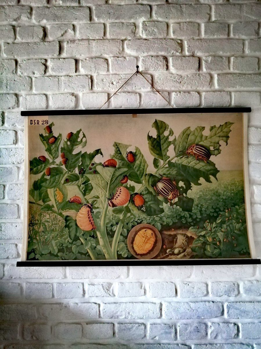 Mid Century Poster Van De Coloradokever photo furniture