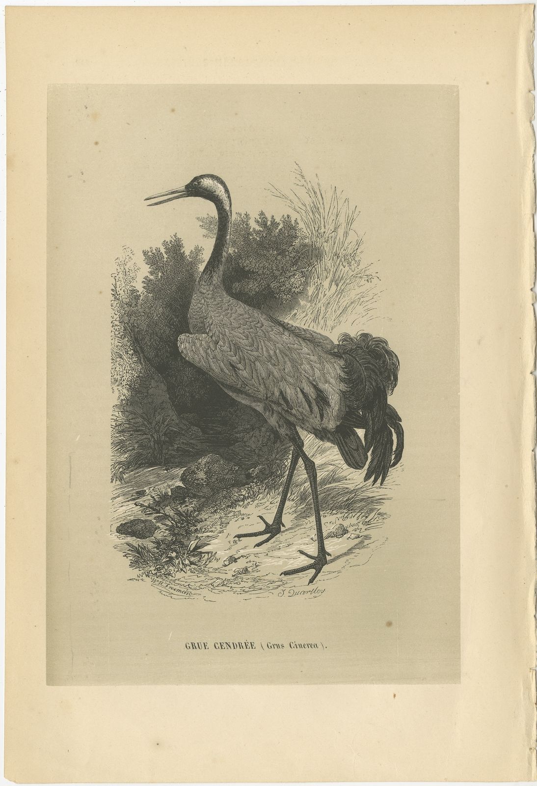 Antique Bird Print Of A Common Crane By Le Maout (1853)