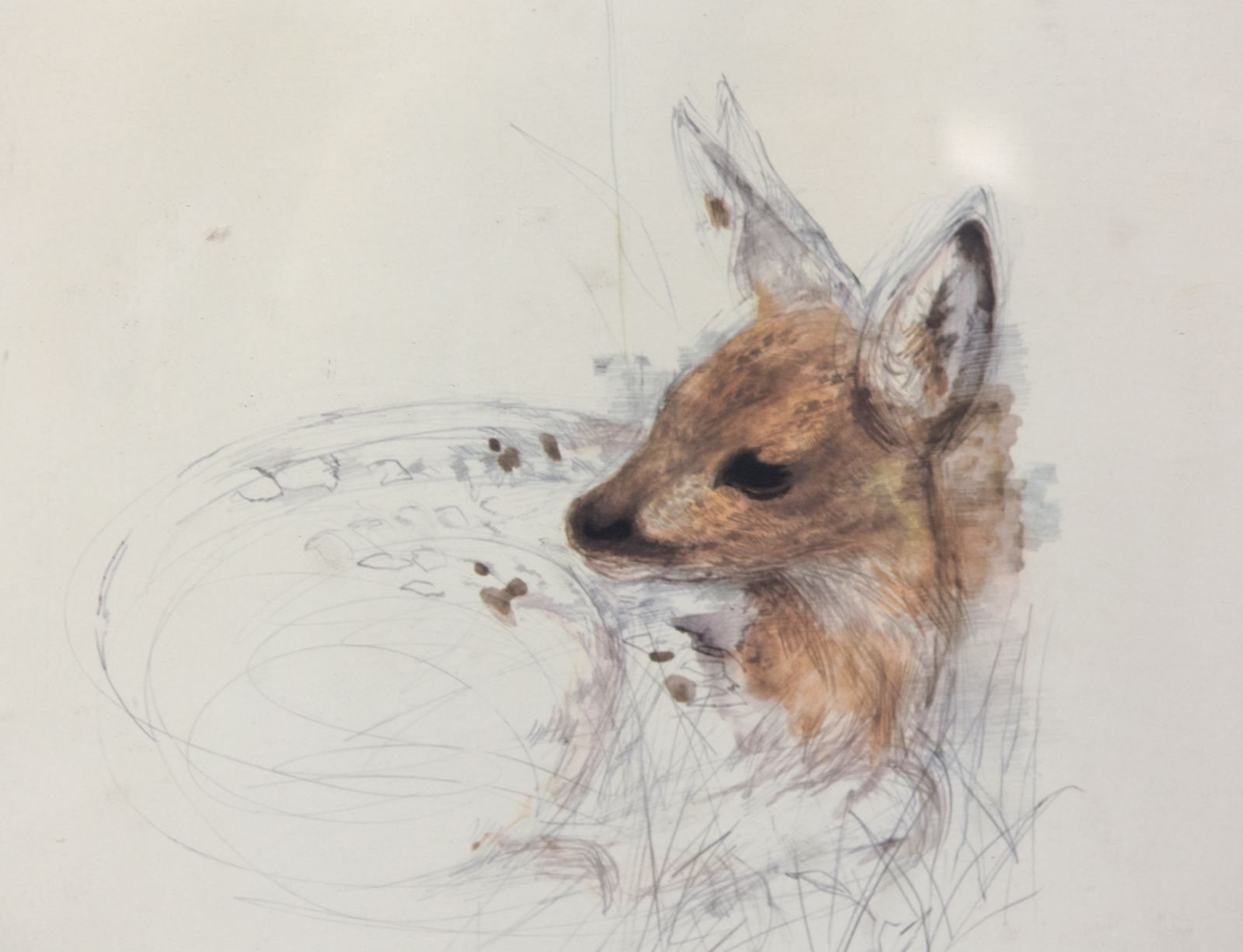 Drawing Of A Pencil Drawn Fawn By Maces Stase photo furniture