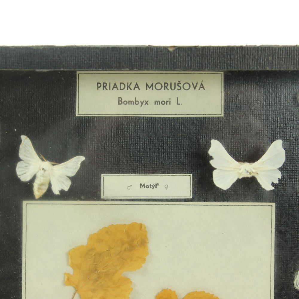 Rare School Model Of Silk Moth Life, Wall Art, Czechoslovakia, Circa 1960 photo vintage