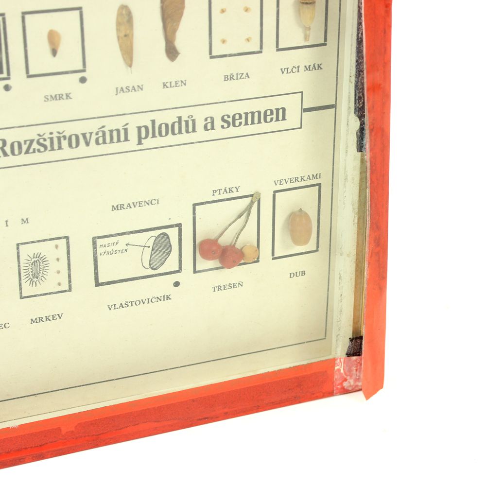 Rare School Model Of Plant Seeds, Wall Art, Czechoslovakia, Circa 1960 photo vinterior