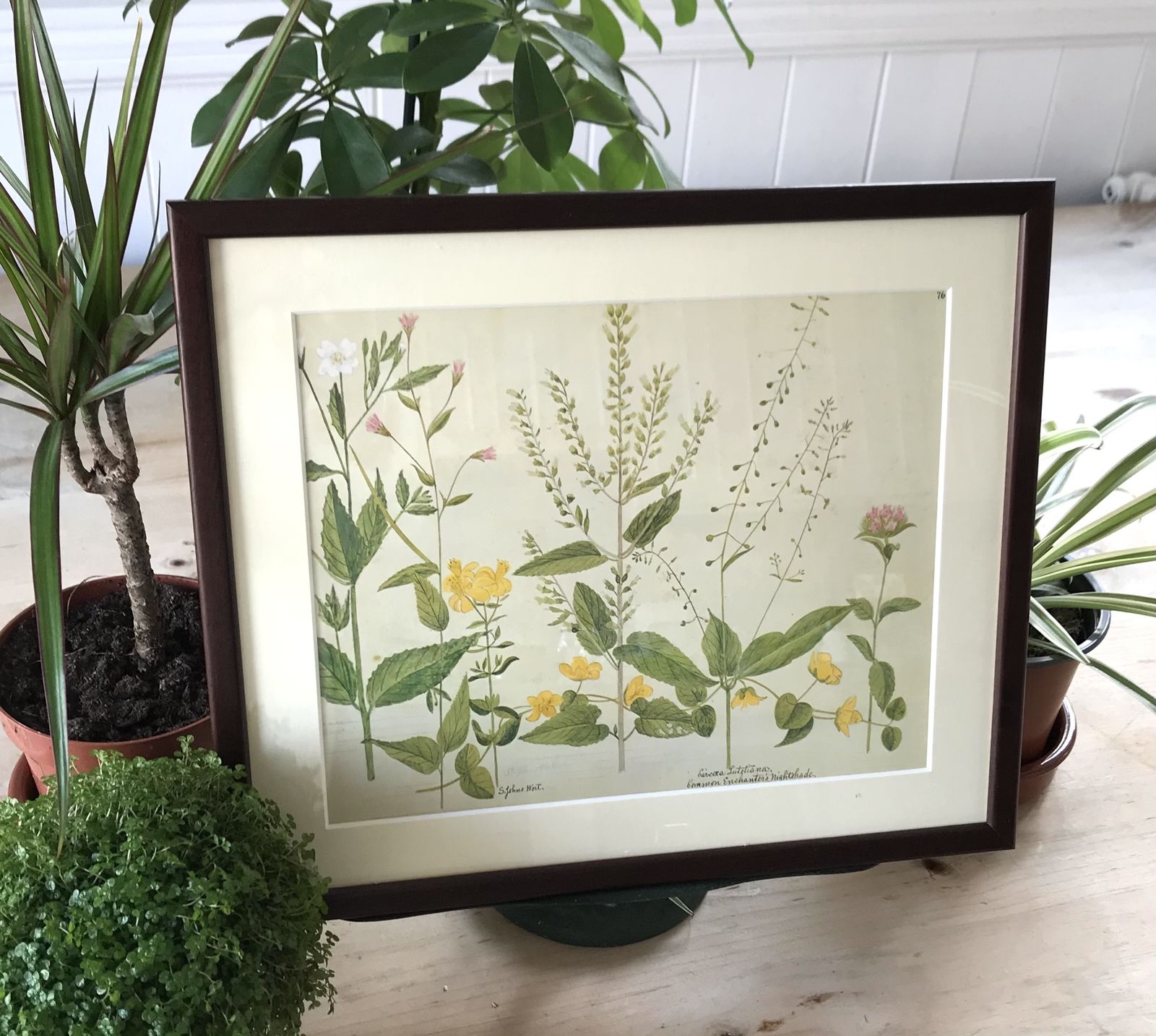 Framed Vintage Wild Flower Prints photo buy