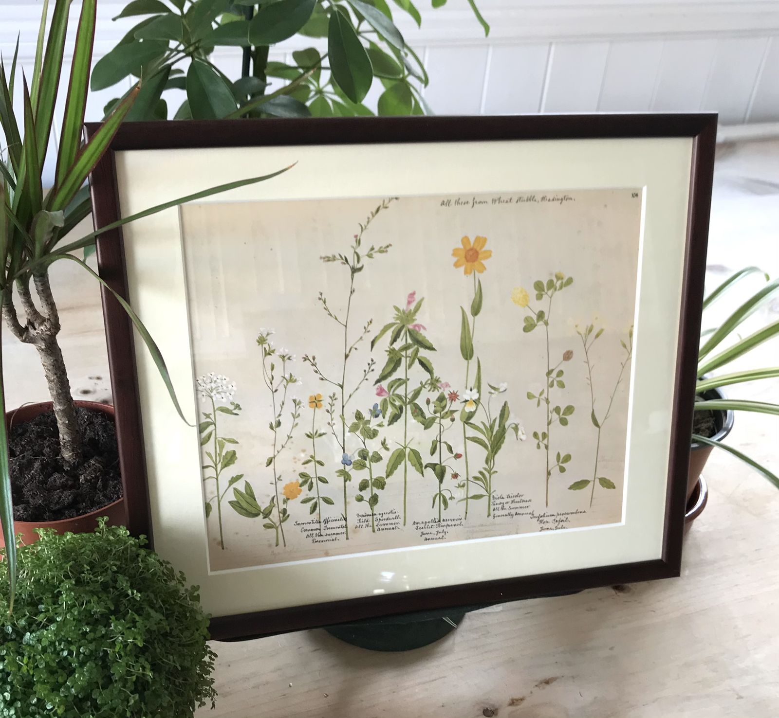 Art Framed Vintage Wild Flower Prints photo