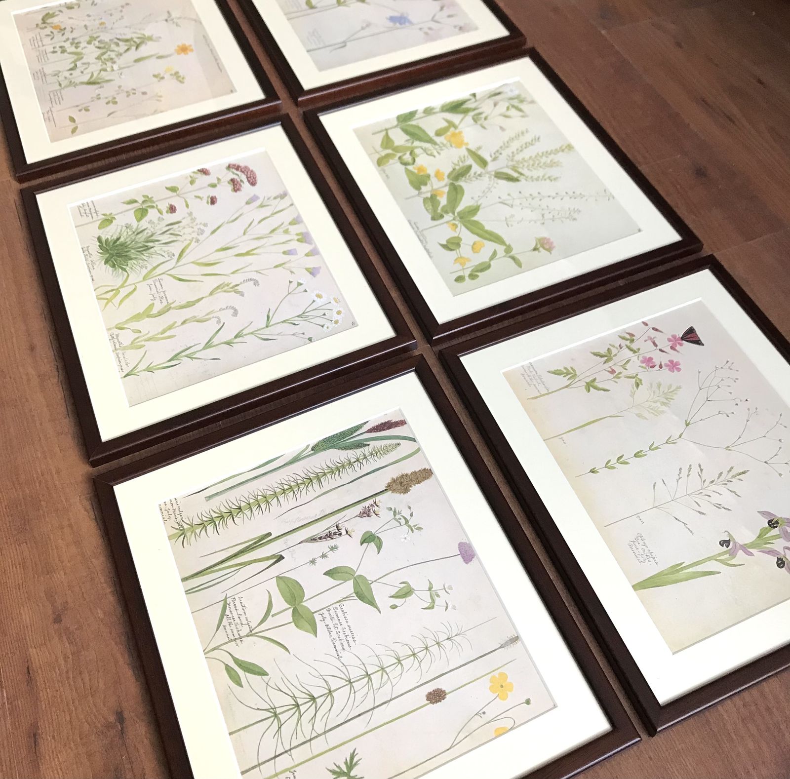 photo for sale Framed Vintage Wild Flower Prints