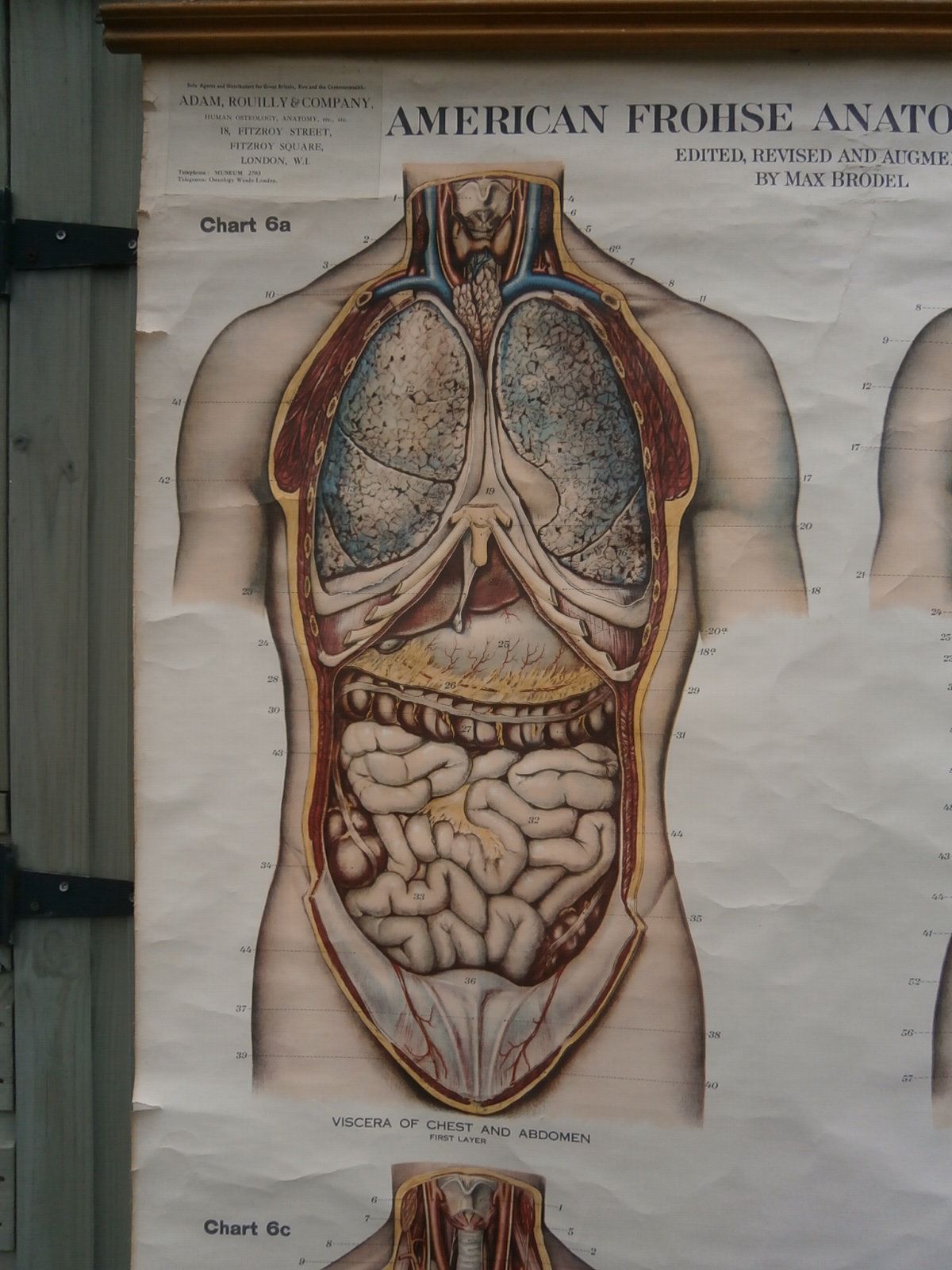 Adam, Rouilly & Co, Large American Frohse Anatomical Chart No6 Chest And Abdomen, 1970s photo furniture