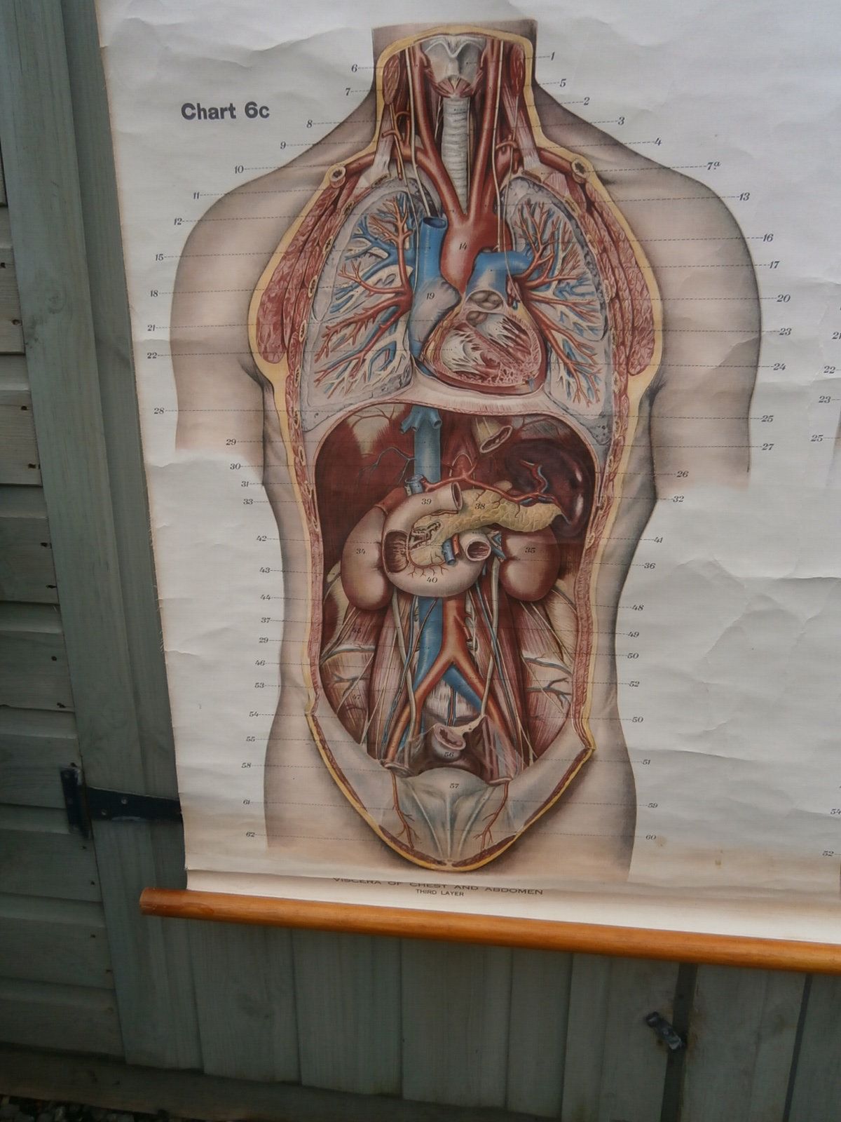 Adam, Rouilly & Co, Large American Frohse Anatomical Chart No6 Chest And Abdomen, 1970s photo Art