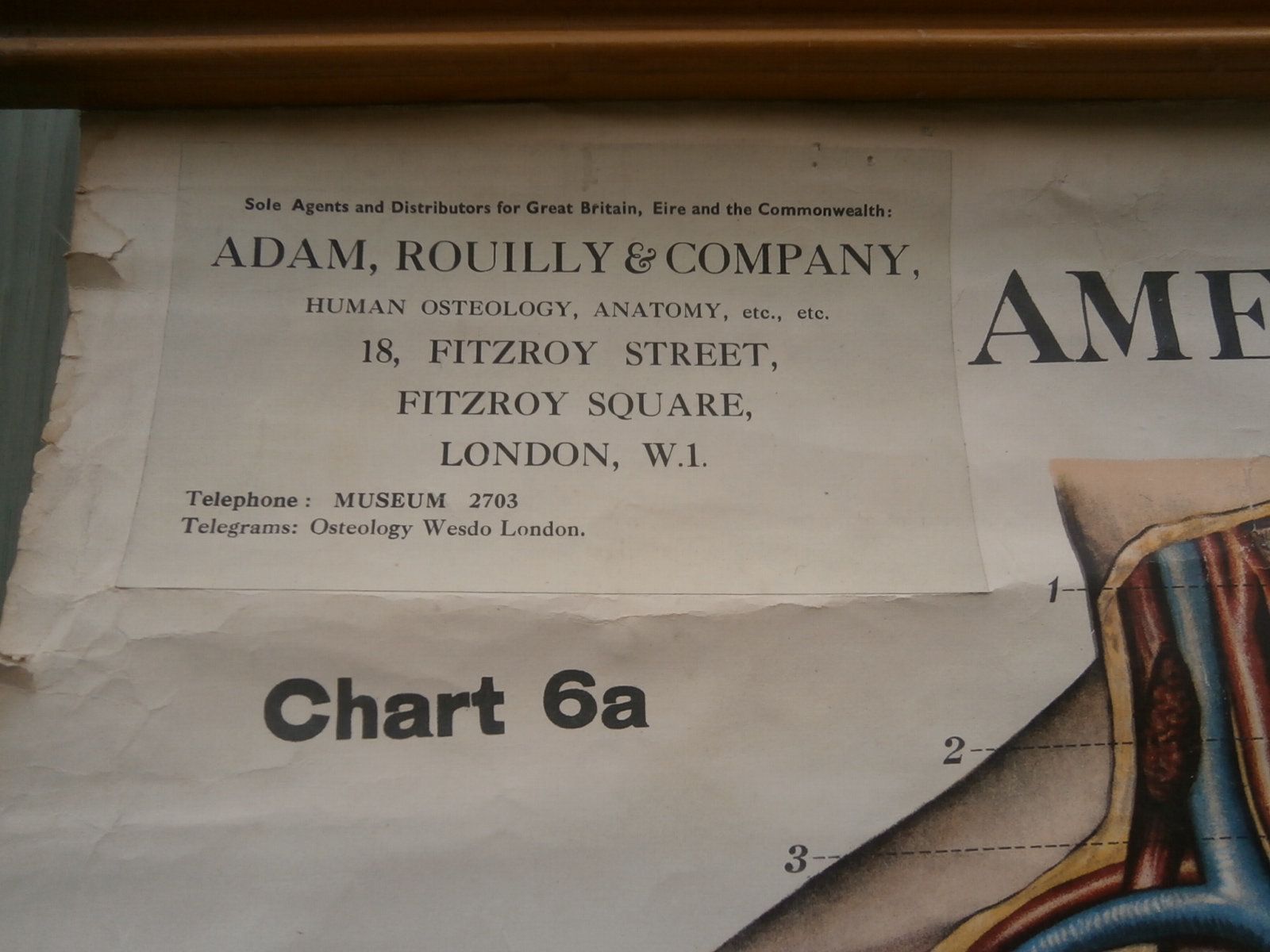 Adam, Rouilly & Co, Large American Frohse Anatomical Chart No6 Chest And Abdomen, 1970s photo buy