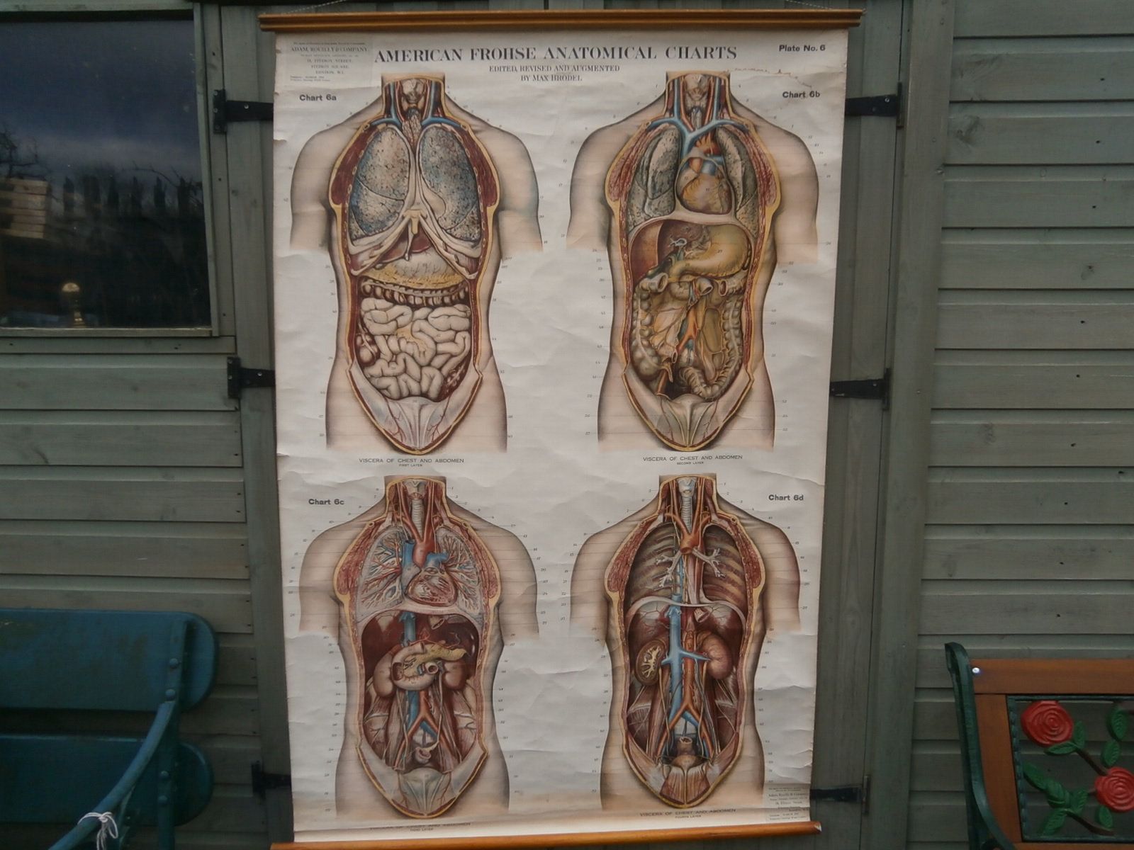 photo furniture Adam, Rouilly & Co, Large American Frohse Anatomical Chart No6 Chest And Abdomen, 1970s