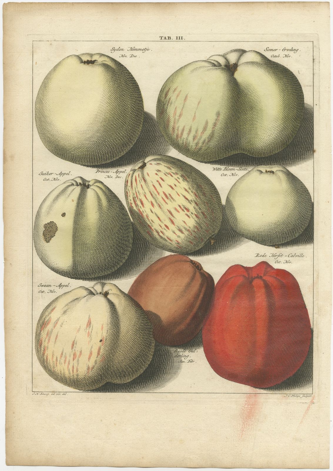 Tab. III Antique Print Of Various Apples By Knoop (1758)