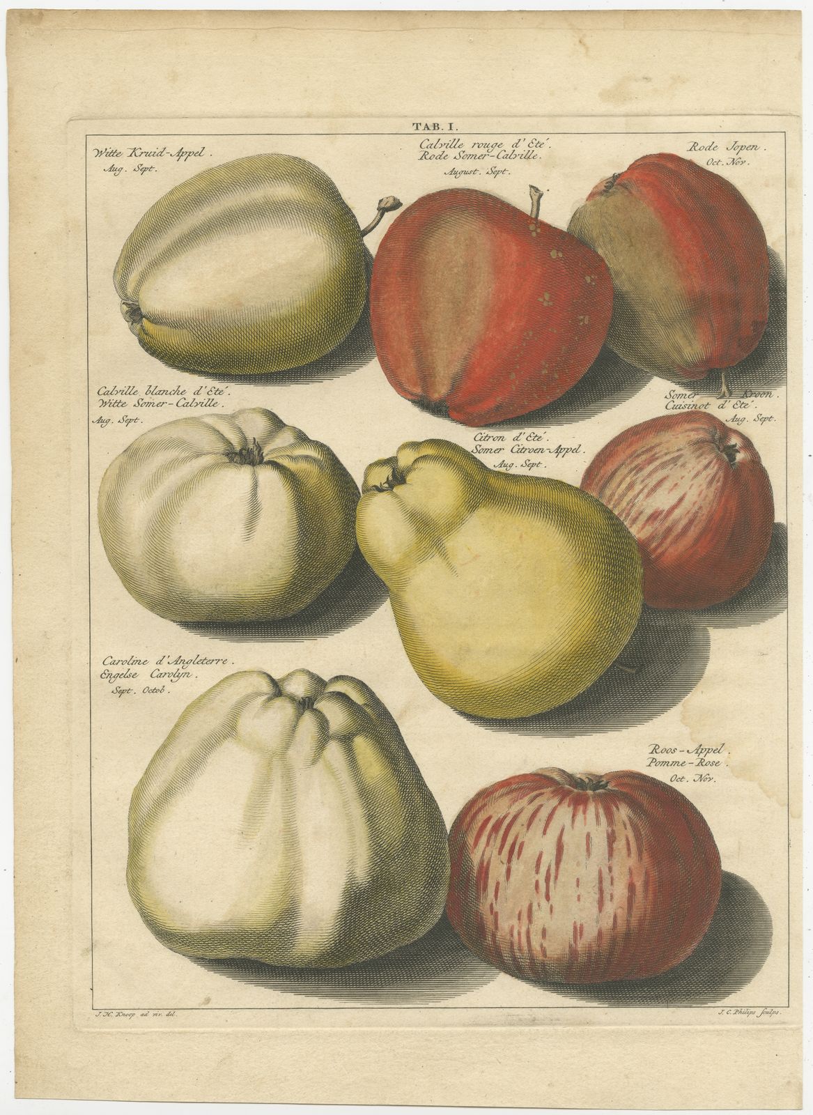 Tab. I Antique Print Of Various Apples By Knoop (1758)