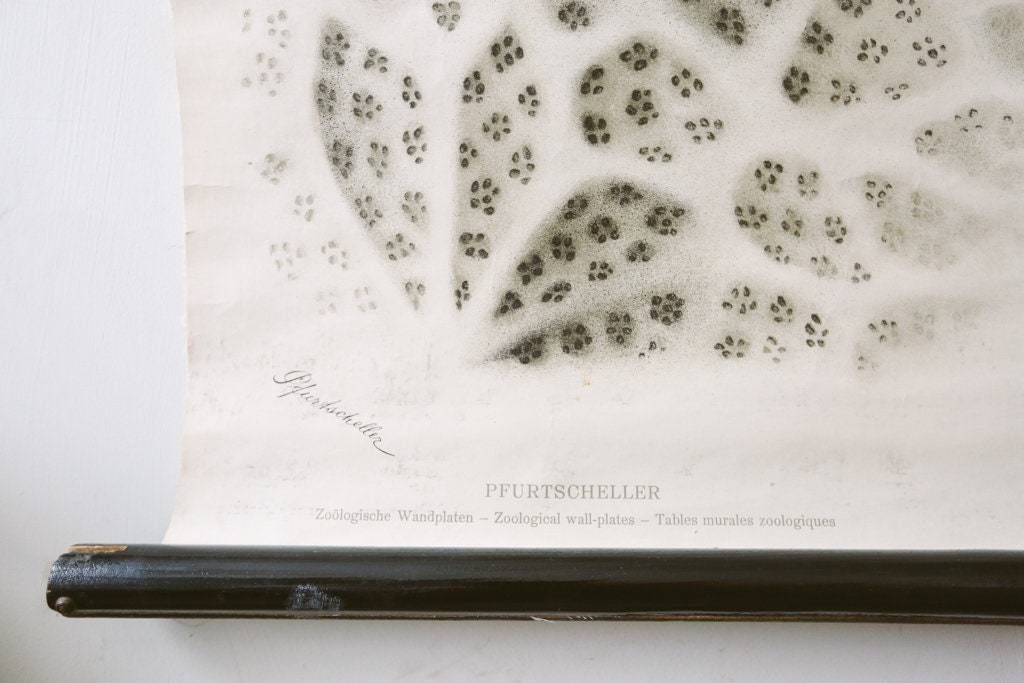 Original Zoological Vintage German School Wall Chart Sea Sponge Sponigae Porifera Marine Biology Rare Paul Pfurtscheller photo Art