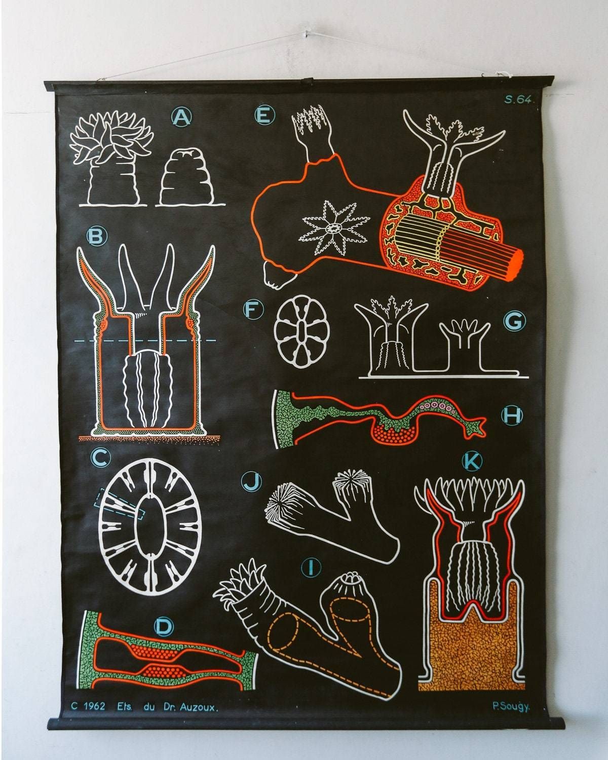 Original Zoological Vintage German School Wall Chart Red Coral Marine Biology Zoology Beautiful Rare DR Auzoux