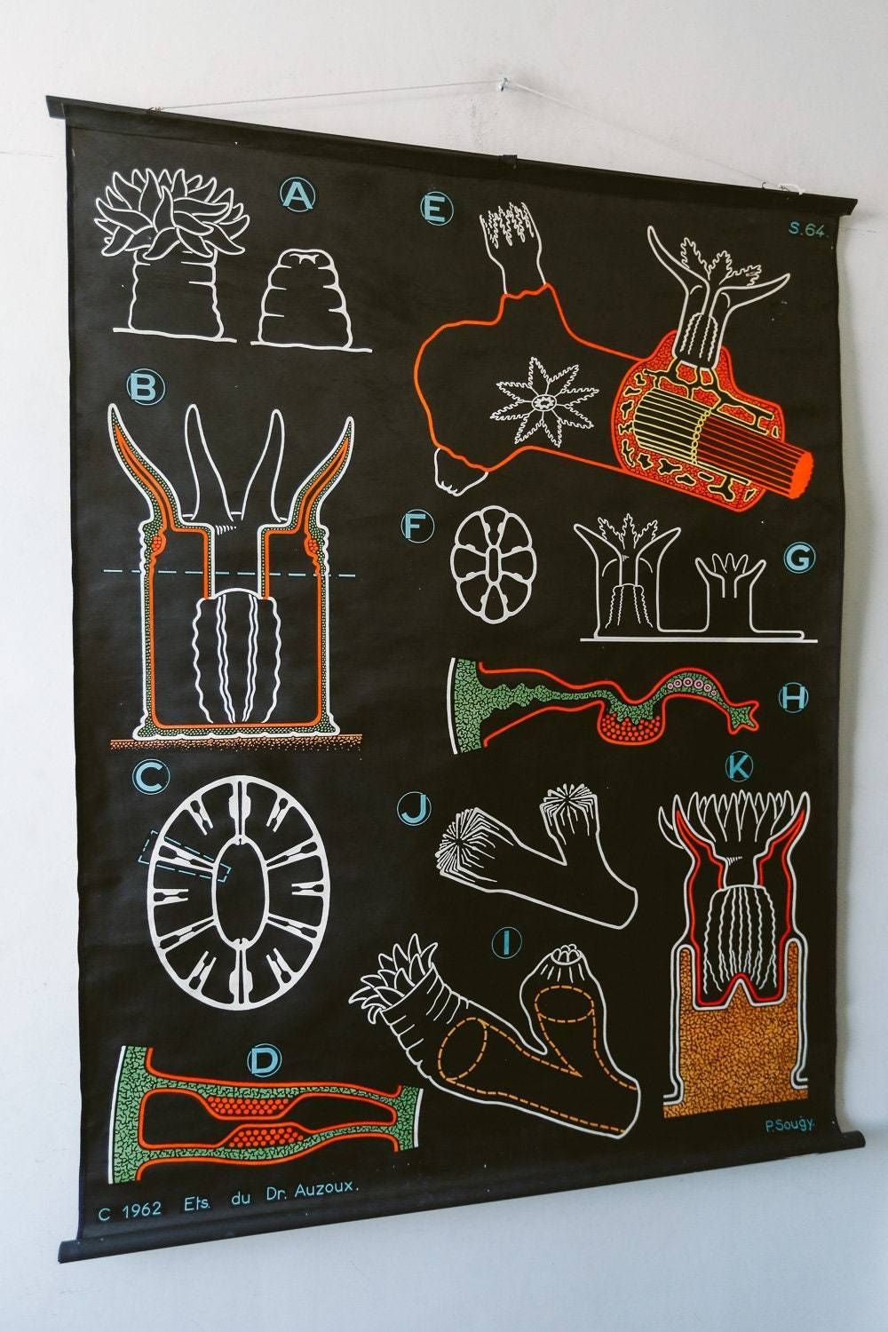 Original Zoological Vintage German School Wall Chart Red Coral Marine Biology Zoology Beautiful Rare DR Auzoux photo for sale