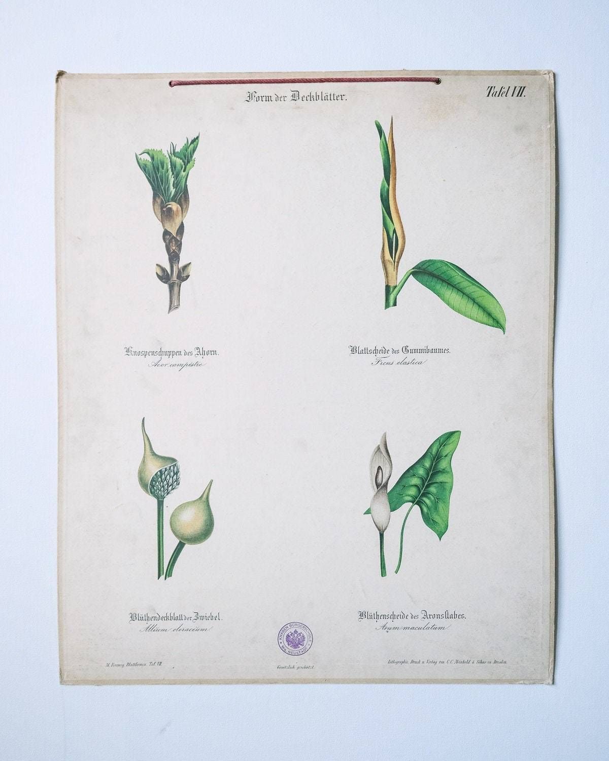 Original Antique Botanical Vintage German Lithograph Print 1850 Meinhold Botany Flowers Plants 19th Century