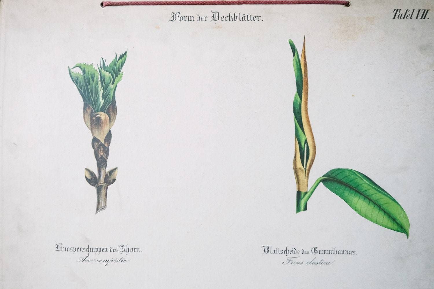 Original Antique Botanical Vintage German Lithograph Print 1850 Meinhold Botany Flowers Plants 19th Century photo for sale