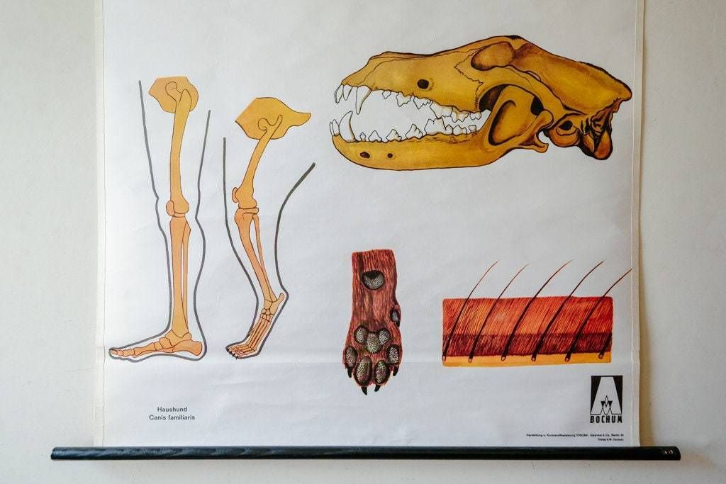 Original Zoological Vintage German School Wall Chart Irish Red Setter Dog Canine photo 140.0