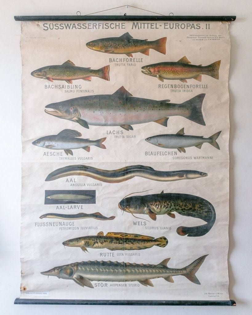 Huge Original Zoological Vintage German School Wall Chart European Freshwater Fish Zoology Marine Biology Beautiful Rare Hein Winter