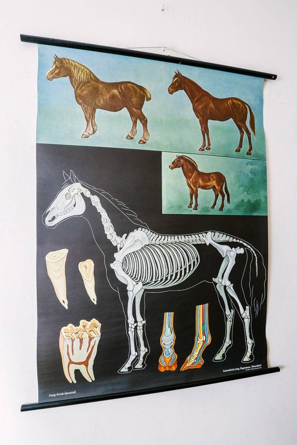 Original Zoological Vintage German School Wall Chart Horse Equestrian Equine Zoology Beautiful Rare Jung Koch Quentell photo for sale