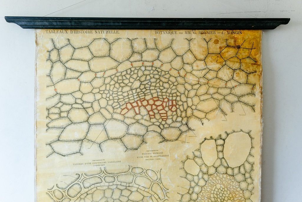 Late 19th Century Original Botanical Vintage French School Wall Chart Plant Anatomy Botany Root Structure Beautiful Rare Bonnier Mangin photo for sale