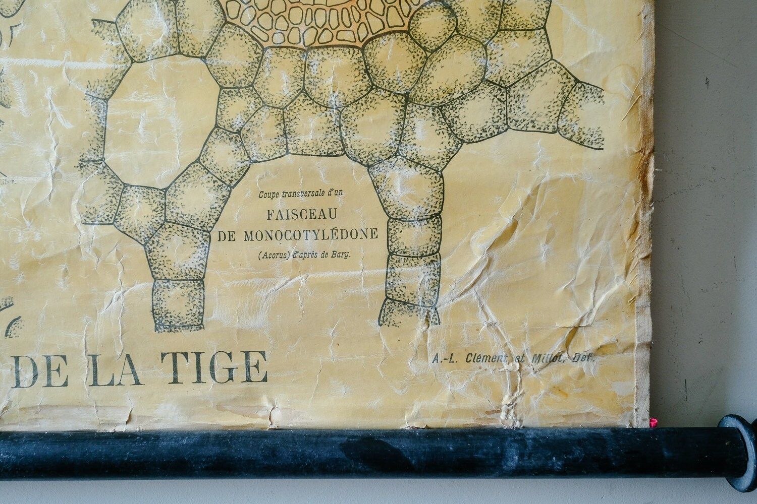 Late 19th Century Original Botanical Vintage French School Wall Chart Plant Anatomy Botany Root Structure Beautiful Rare Bonnier Mangin photo buy