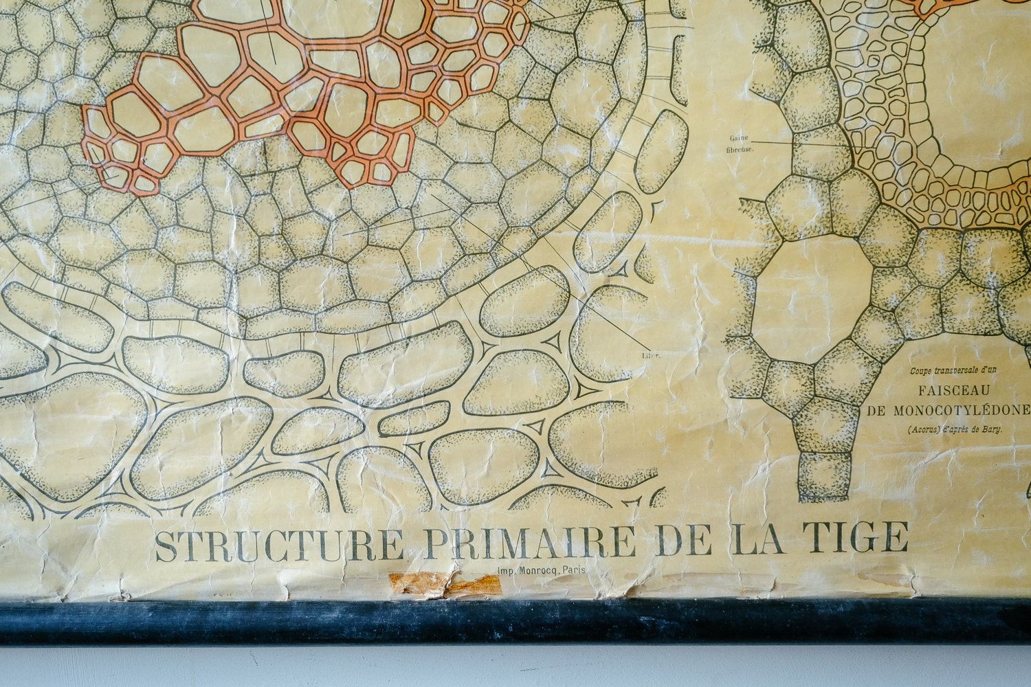 Late 19th Century Original Botanical Vintage French School Wall Chart Plant Anatomy Botany Root Structure Beautiful Rare Bonnier Mangin photo vintage