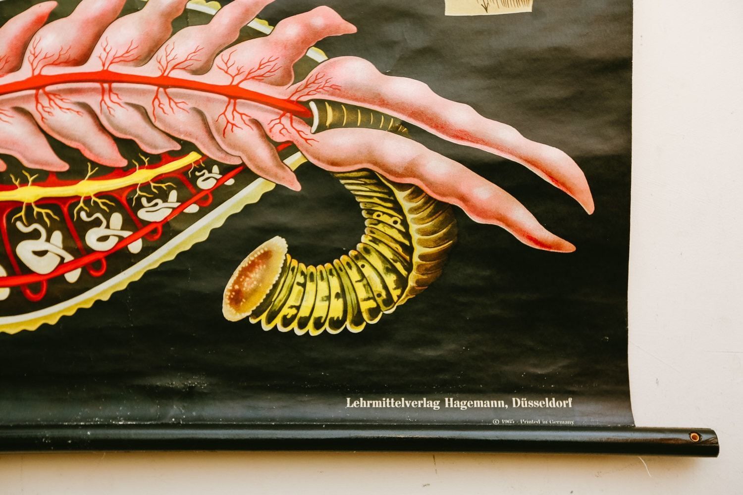Original Zoological Vintage German School Wall Chart Worm Leech Zoology Beautiful Rare Jung Koch Quentell photo 129.0
