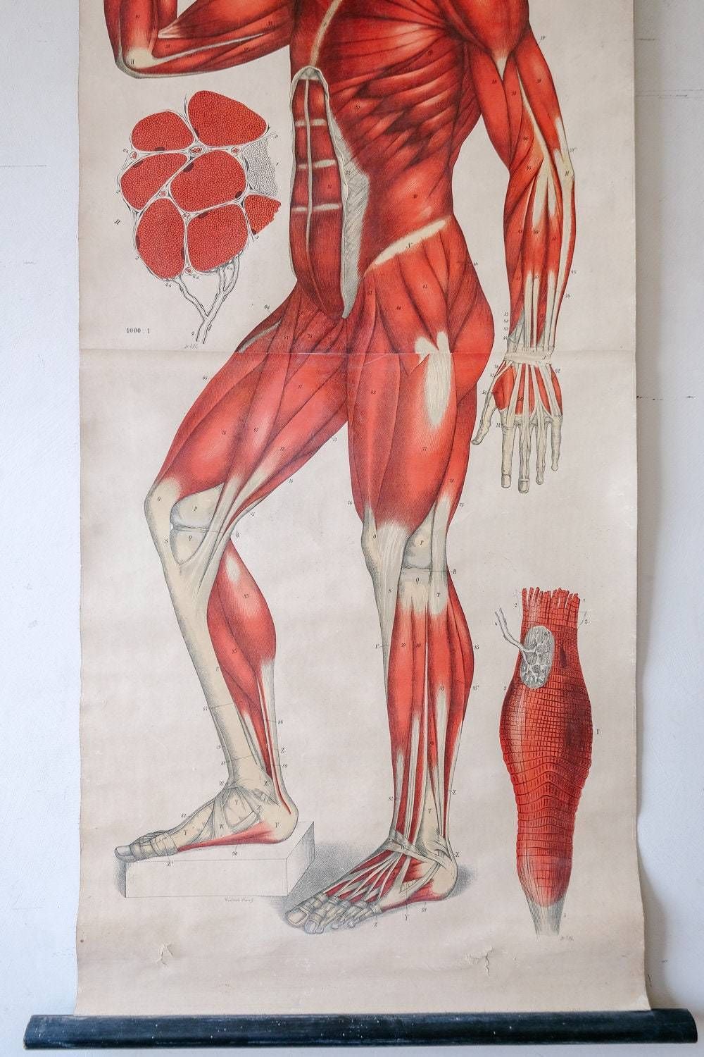 Original Anatomical Vintage German Educational School Wall Chart Musculature Muscles System Full Length Anatomy Science Beautiful Rare photo for sale