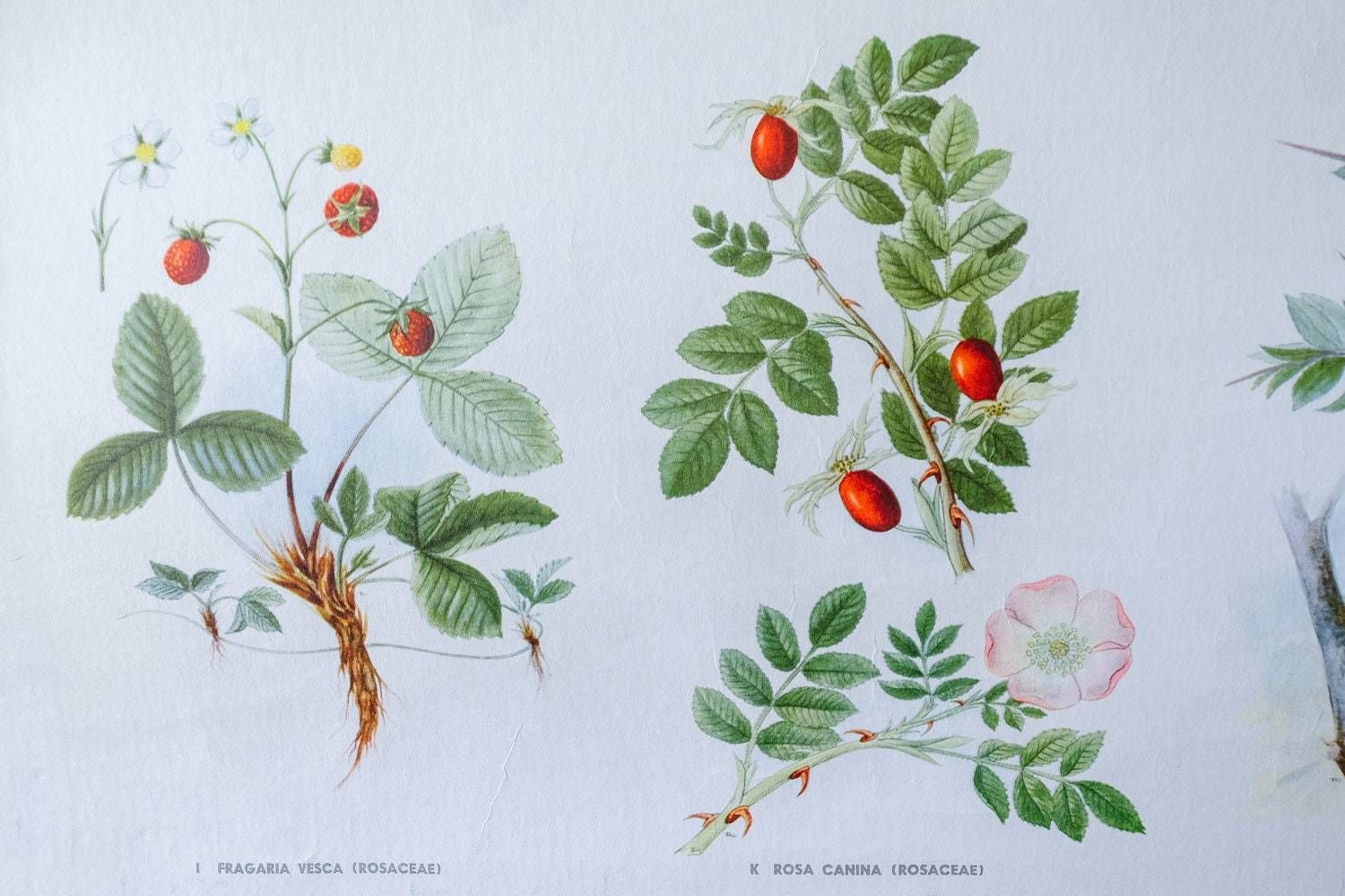 Original Botanical Vintage Mid Century Swedish School Wall Chart Berries Fruits Woodland Botany Beautiful Rare photo vinterior