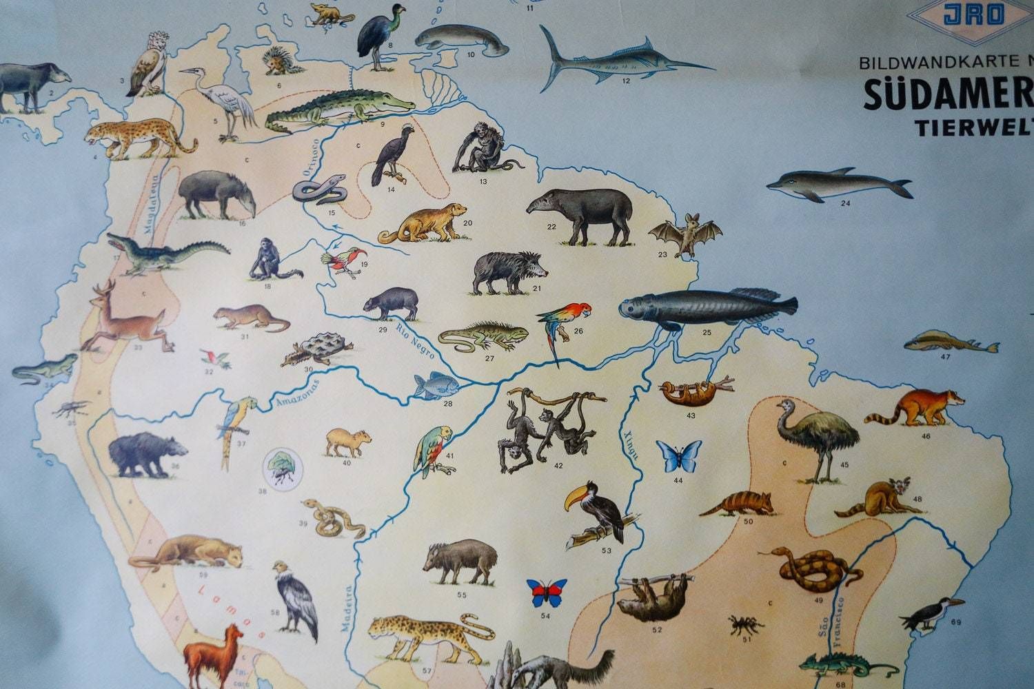 Original Vintage Mid Century German Educational School Wall Chart South America Map Land Use Wildlife Rare Jro photo 233.0