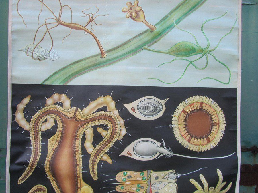 Freshwater Polyp School Wall Chart From Hagemann / Jung Koch Quintell, 1960s photo vinterior