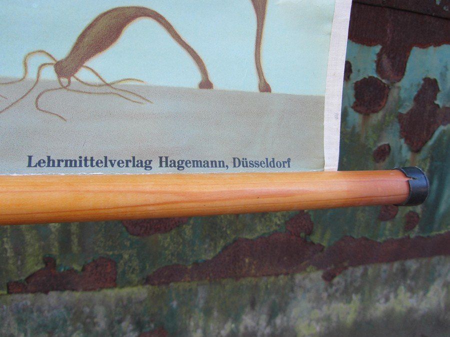 Freshwater Polyp School Wall Chart From Hagemann / Jung Koch Quintell, 1960s photo vintage