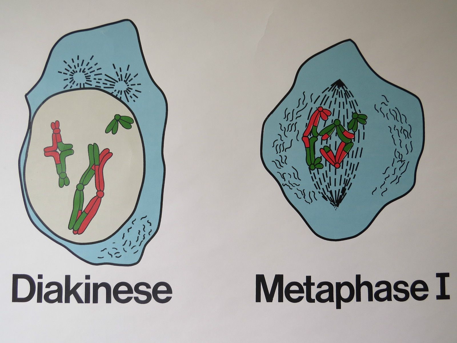 Vintage Pull Roll Down School Wall Chart Of Meiosis Sexual Reproduction Biology photo 65.0