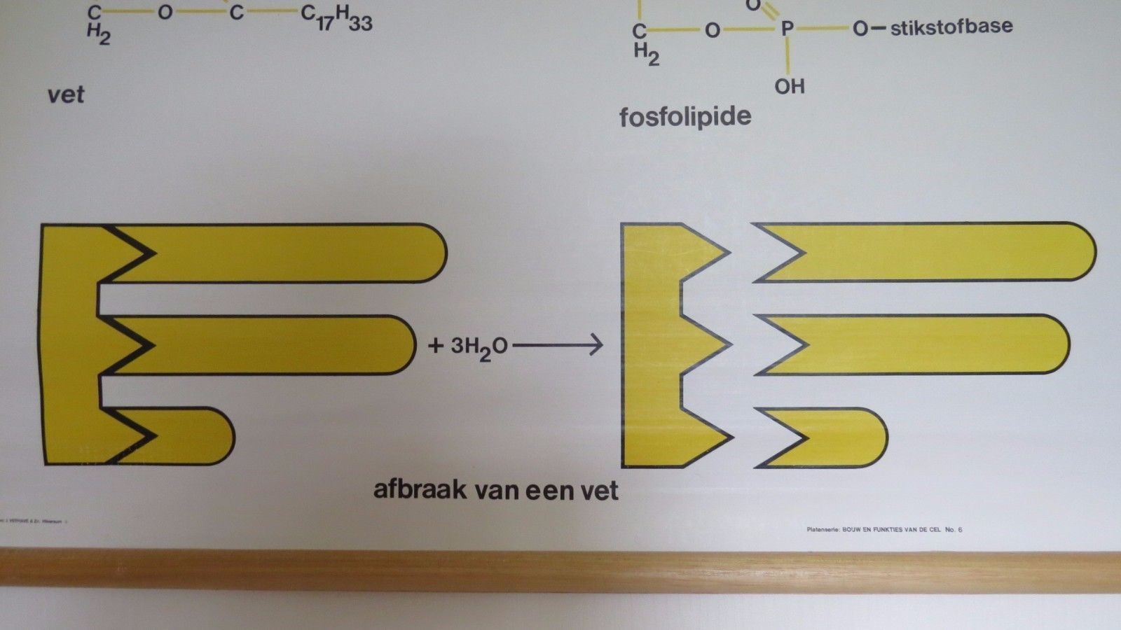 Vintage Roll Down Medical School Biochemistry Chart Of The Structure Of Fats photo Art