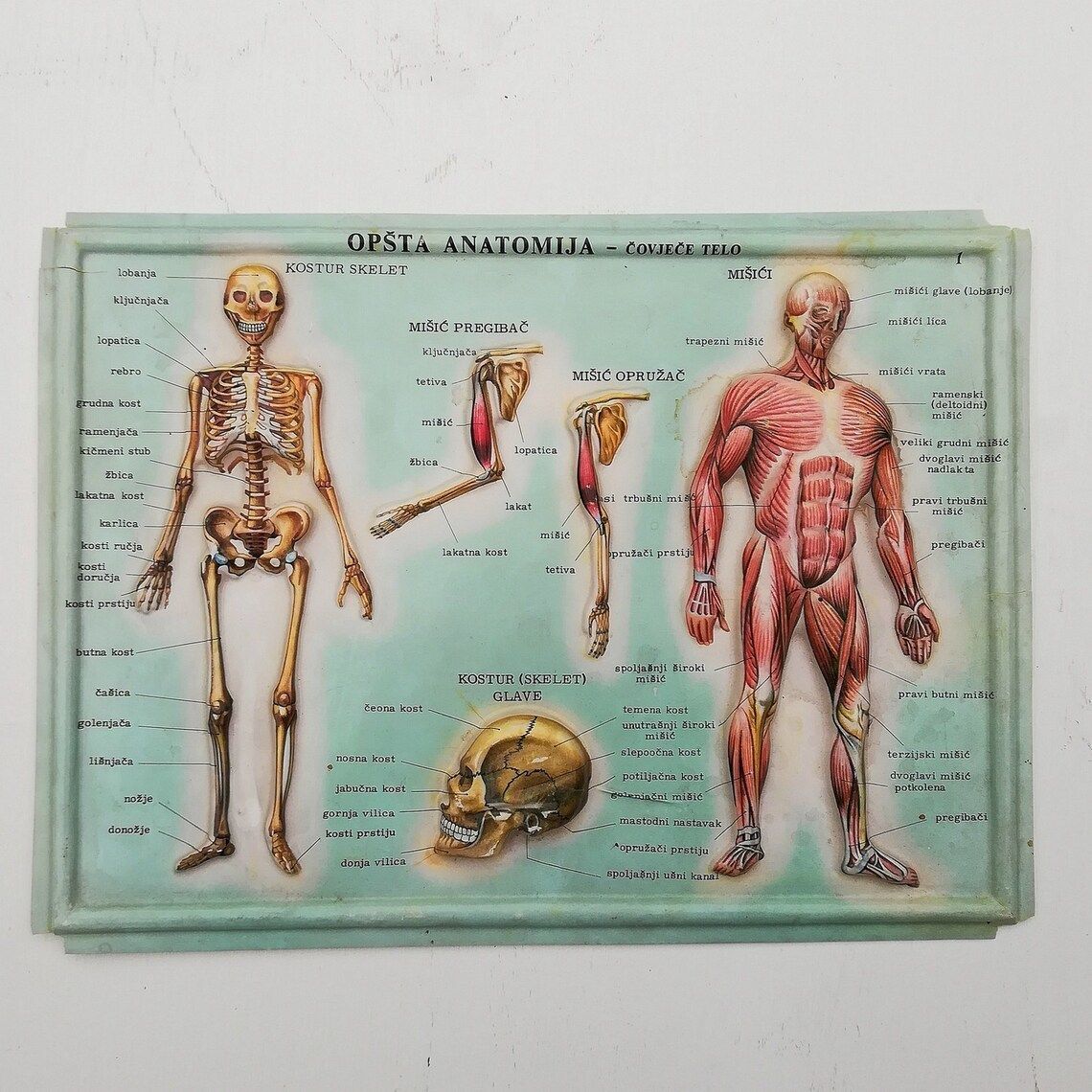 Set Of 4 Medical School Posters 1960s Medical Sign Anatomy Board Plastic Plate Yugoslavia photo Art