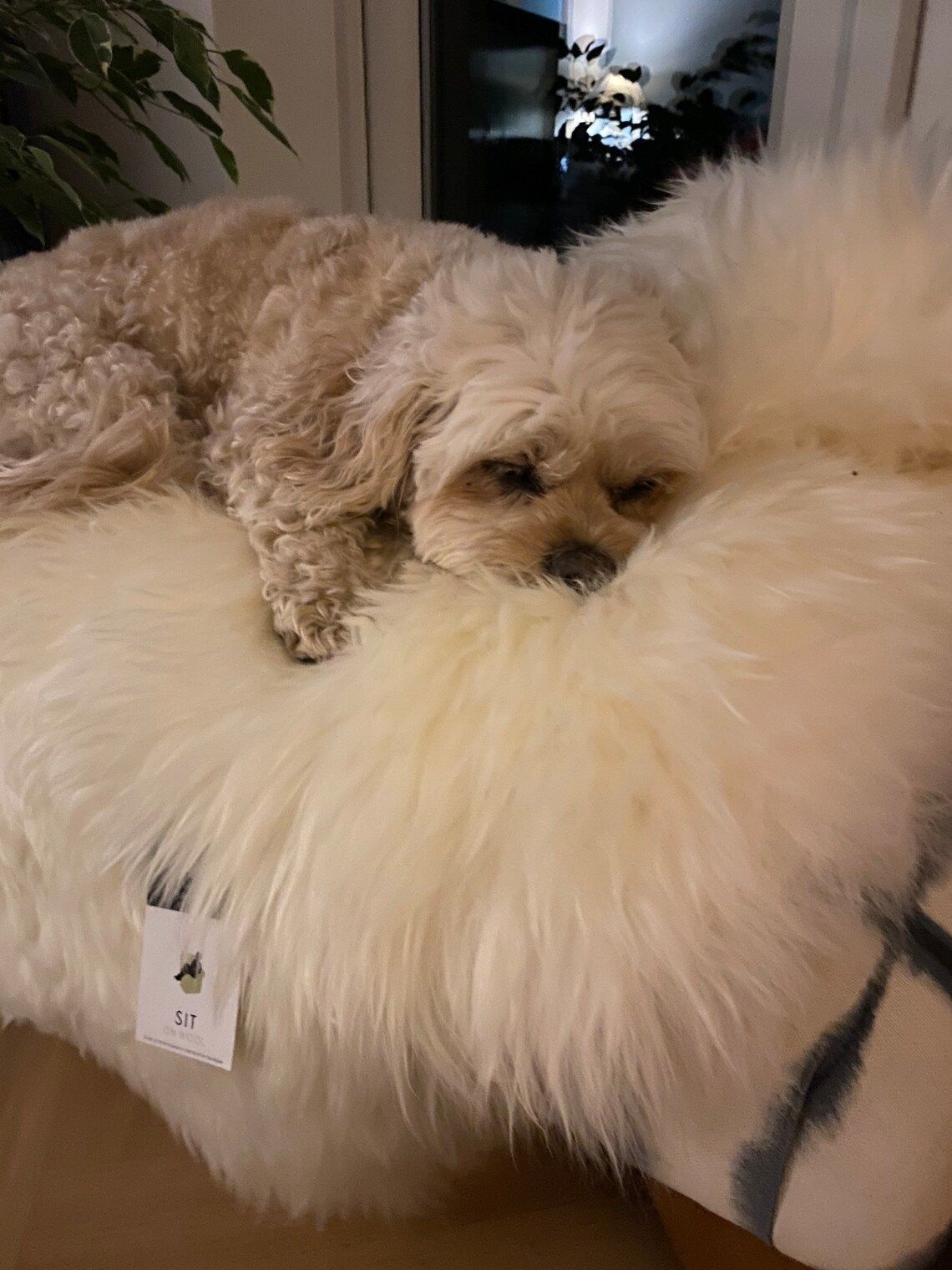 Sheepskin Dog Bed Liner  Genuine Sheepskin Rug For Your Pet  Pet Bed  Pet Bed Liner  Cat Bed Dog Bed  Dog Bed Liner photo furniture