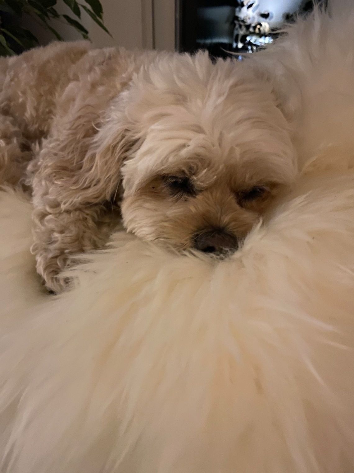 Sheepskin Dog Bed Liner  Genuine Sheepskin Rug For Your Pet  Pet Bed  Pet Bed Liner  Cat Bed Dog Bed  Dog Bed Liner photo Textiles