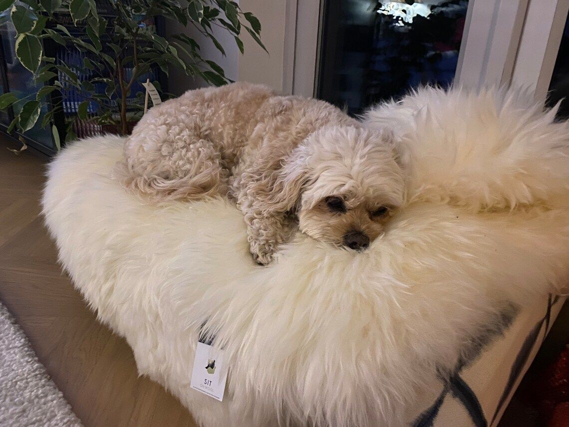 Sheepskin Dog Bed Liner  Genuine Sheepskin Rug For Your Pet  Pet Bed  Pet Bed Liner  Cat Bed Dog Bed  Dog Bed Liner photo buy