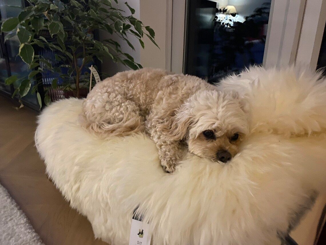 photo for sale Sheepskin Dog Bed Liner  Genuine Sheepskin Rug For Your Pet  Pet Bed  Pet Bed Liner  Cat Bed Dog Bed  Dog Bed Liner