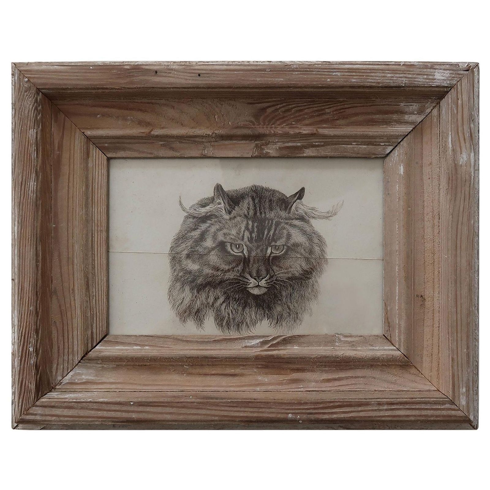 Original Antique Print Of A Cat After Landseer. C.1840.