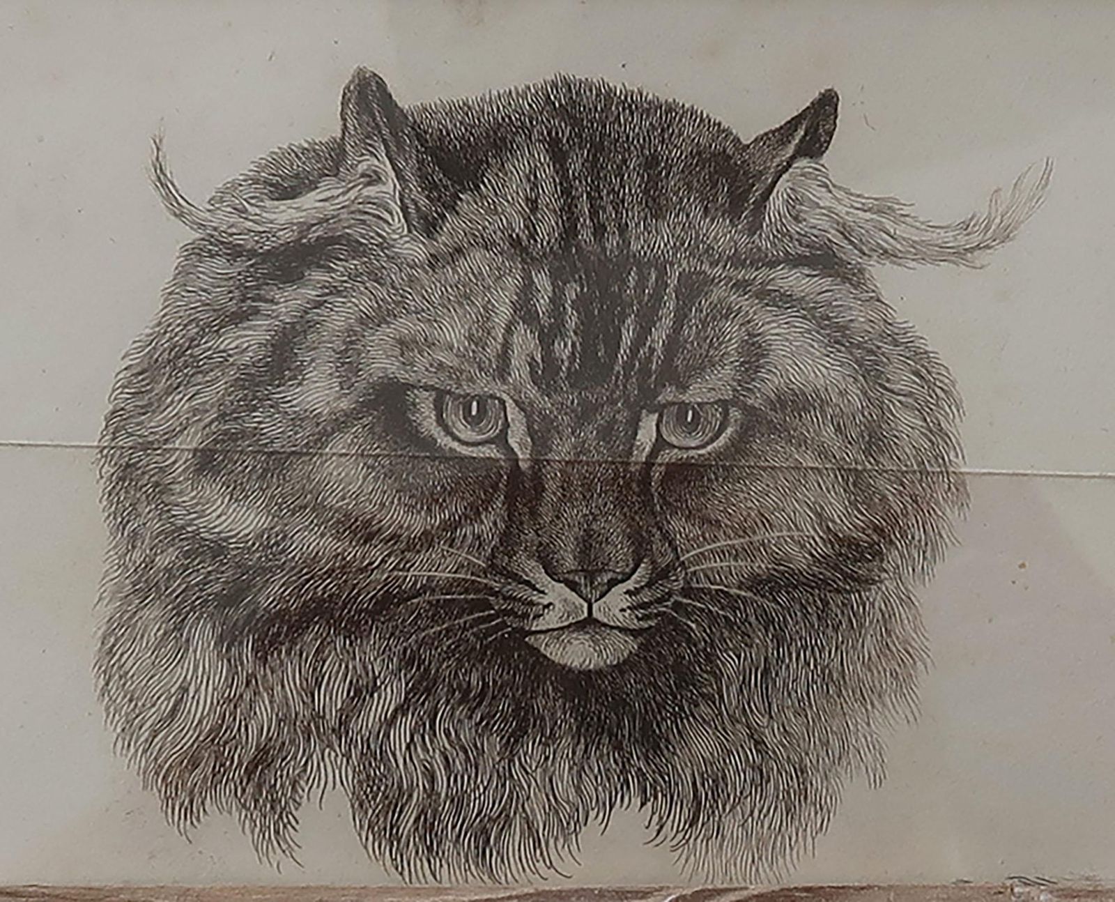 Original Antique Print Of A Cat After Landseer. C.1840. photo Art