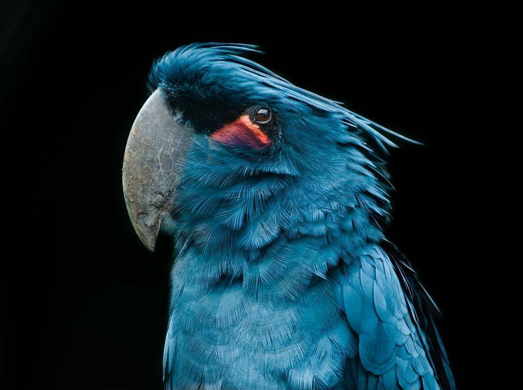 "Close Up Of Bird Against Black Background, Belfast, United Kingdom" By Abinav Manikantan