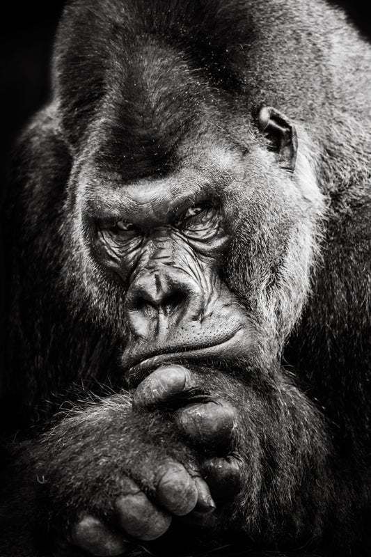 "Western Lowland Gorilla Bw II" By Pigment Fine Art Baryta