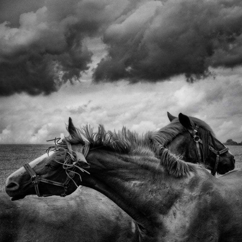 "A Pair Of Horses Under A Cloudy Sky" By Andrea Schuh