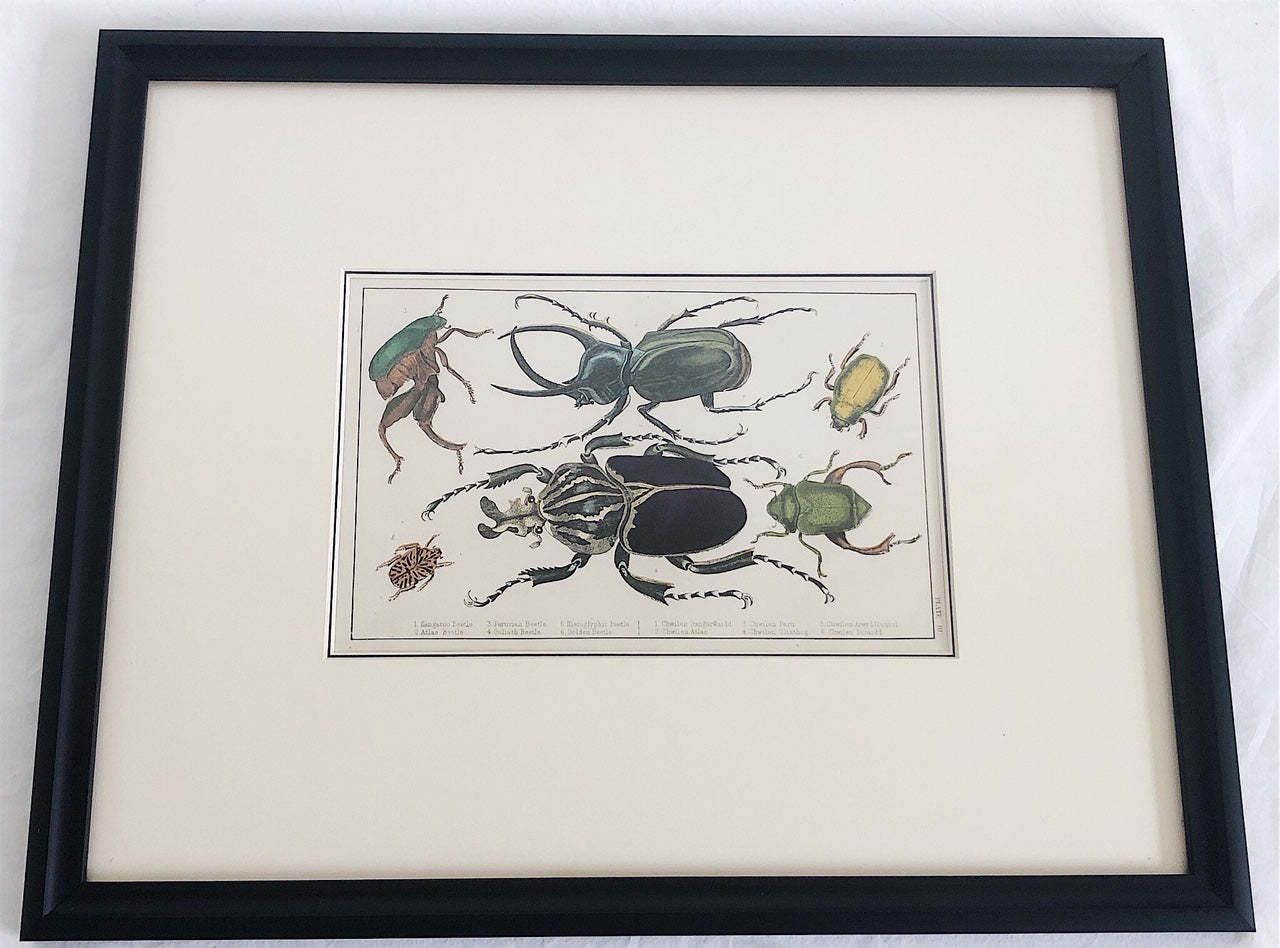 Pair Of Framed, Hand Painted,19th Century Lithograph Beetle Prints