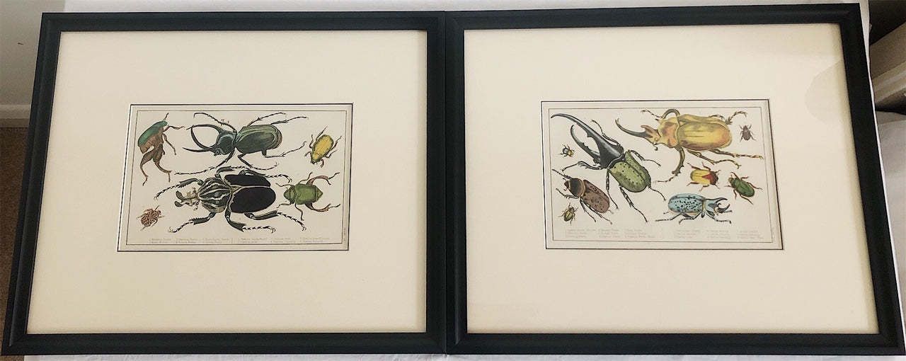 Pair Of Framed, Hand Painted,19th Century Lithograph Beetle Prints photo for sale