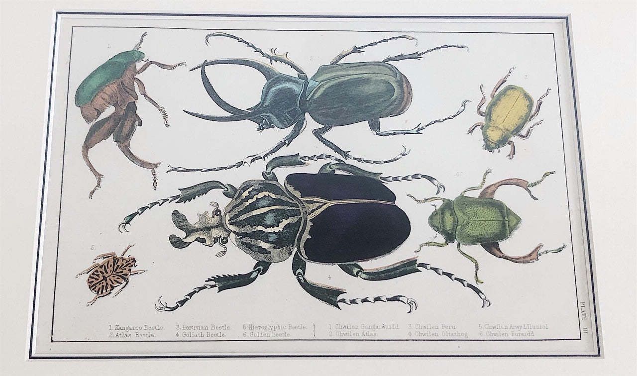 Pair Of Framed, Hand Painted,19th Century Lithograph Beetle Prints photo 182.0