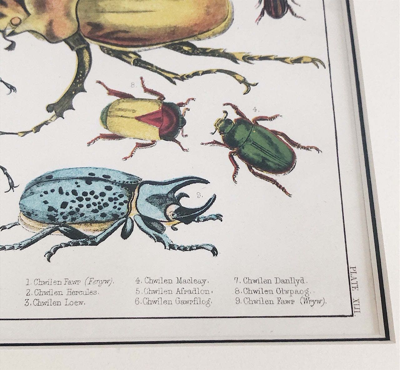 Pair Of Framed, Hand Painted,19th Century Lithograph Beetle Prints photo vinterior