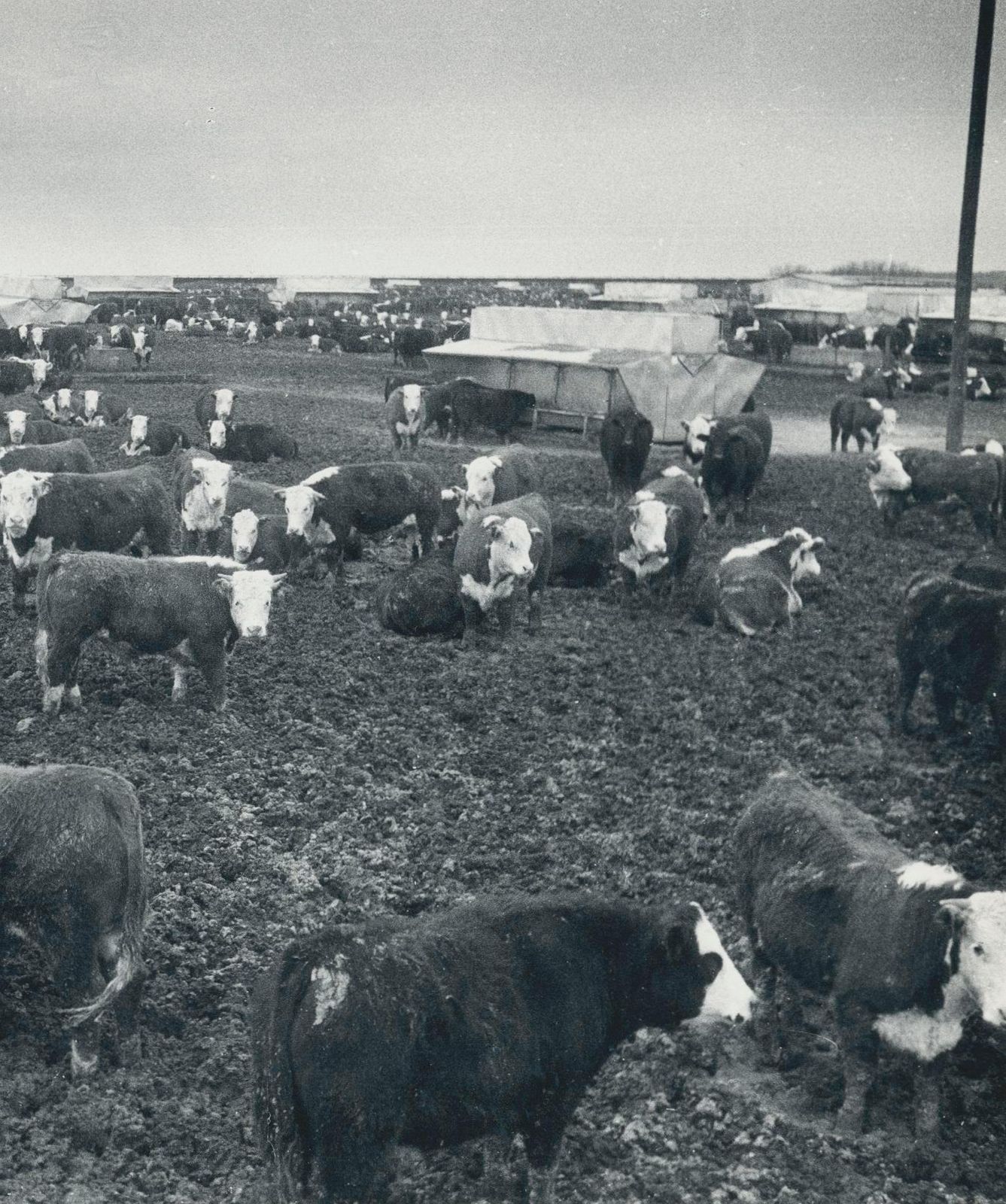 Erich Andres Cows, Farm, Texas, Silver Gelatine Print Photography photo for sale